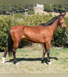 valkiria de olid