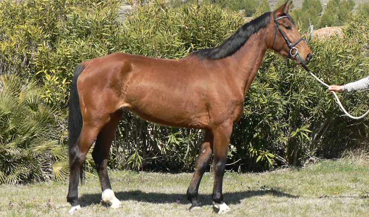 Valkiria de Olid