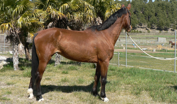 Valkiria de Olid