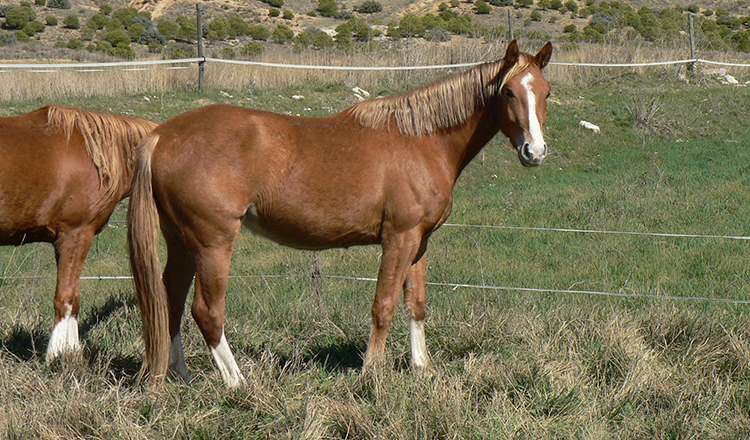 Yakarta de Olid