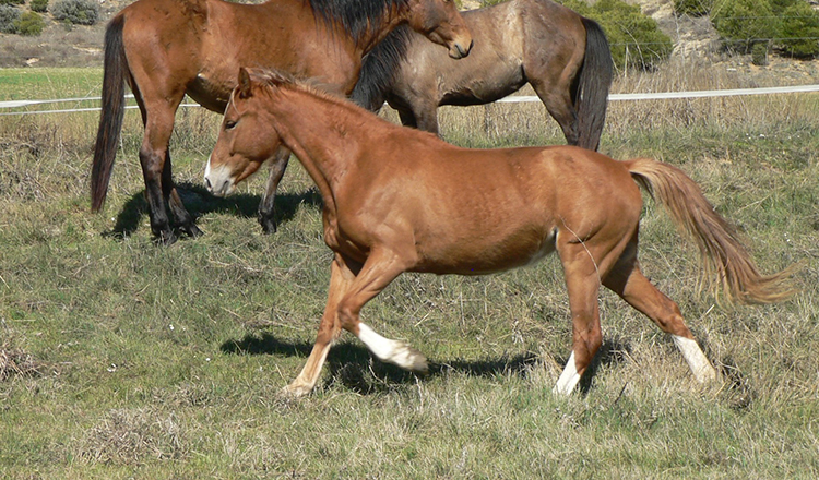 Yakarta de Olid