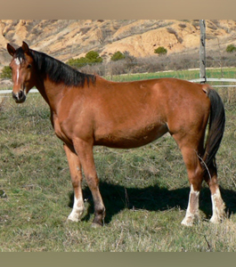 Yira de olid