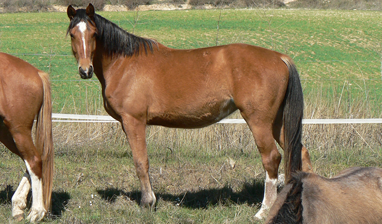 Yira de Olid