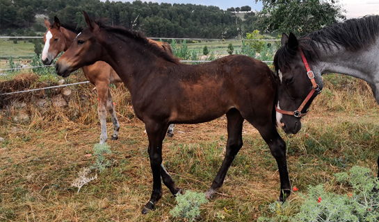 Alcmena de Olid