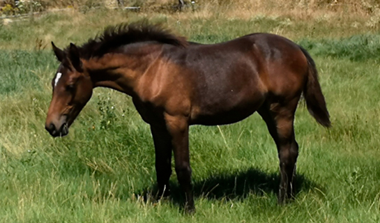 Alcmena de Olid