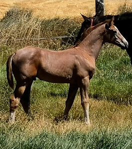 uppystar de olid