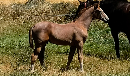 Arucas de Olid