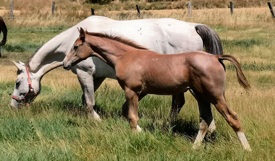 Arucas de Olid