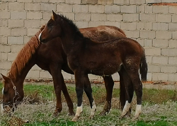 Ávalon de Olid