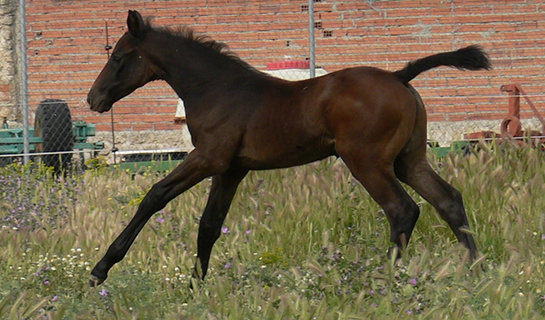Bohío de Olid