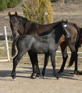 Cabiria de Olid