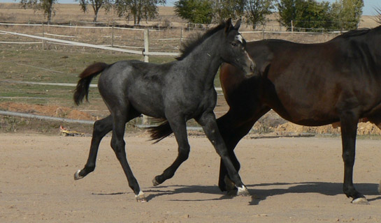 Cabiria de Olid
