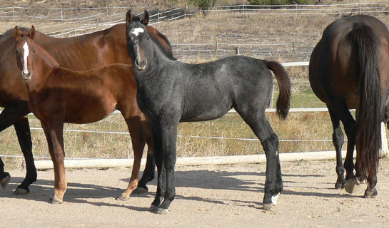 Cabiria de Olid