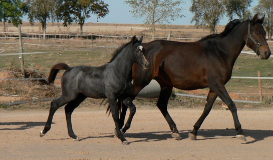 Cabiria de Olid