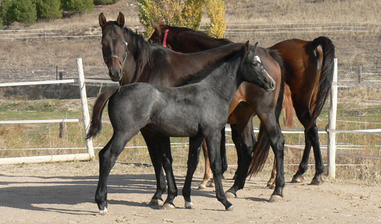 Cabiria de Olid