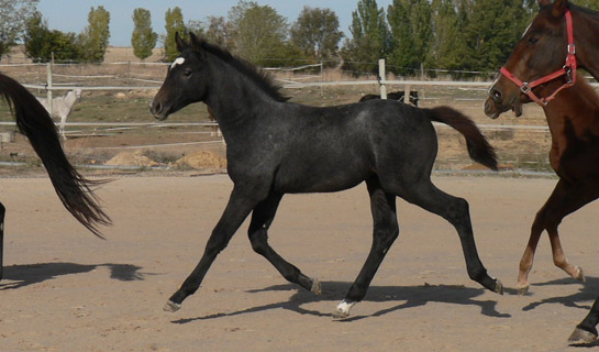 Cabiria de Olid