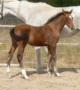 Choclo de Olid