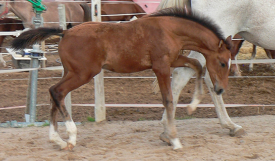 Choclo de Olid