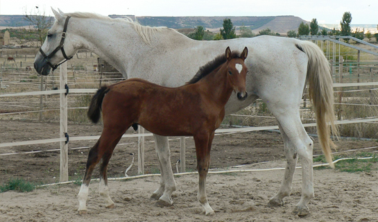 Choclo de Olid
