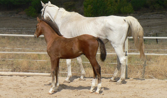 Choclo de Olid