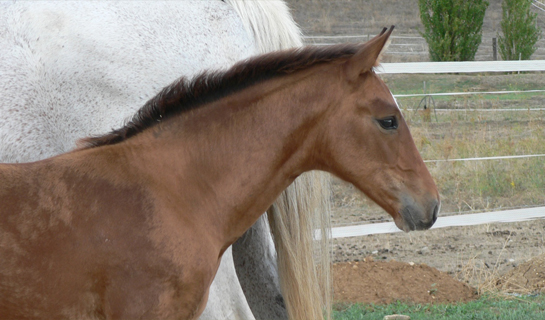 Choclo de Olid
