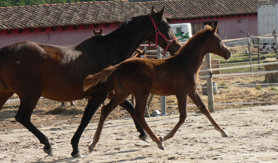 Cumbia de Olid
