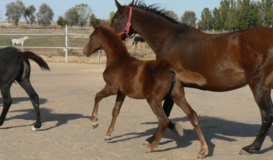 Cumbia de Olid
