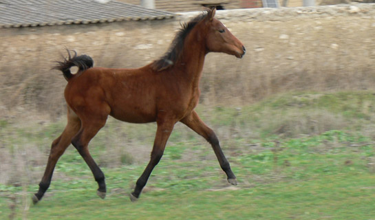 Duna de Olid