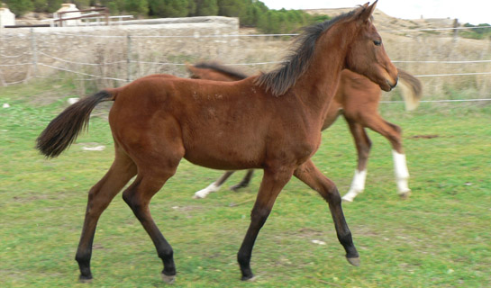 Duna de Olid