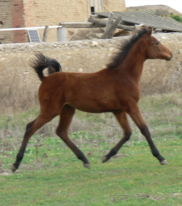 Duna de Olid