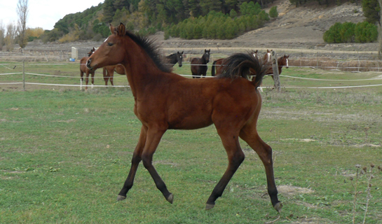Duna de Olid