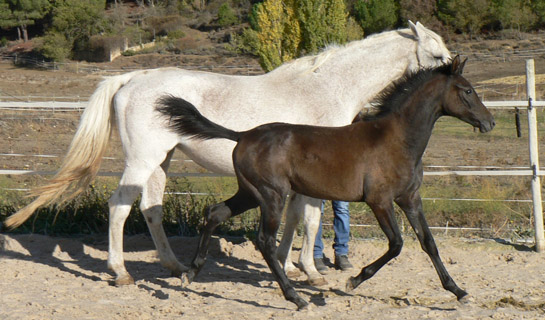 Ébony de Olid