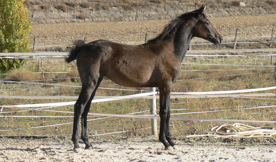 Ébony de Olid