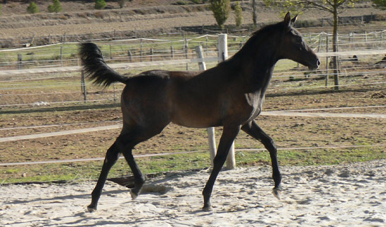 Ébony de Olid