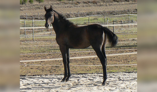 Ébony de Olid