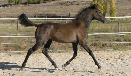 Ébony de Olid