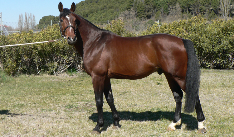 Tamariz de Olid