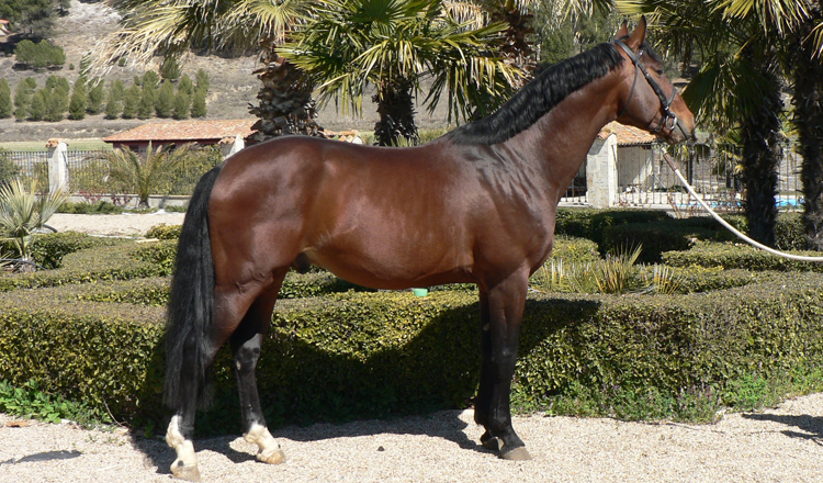 Tamariz de Olid