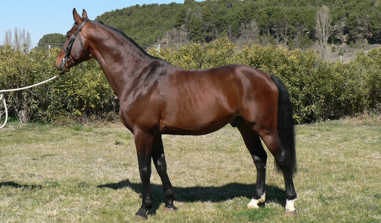 Tamariz de Olid