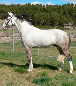 Uppystar