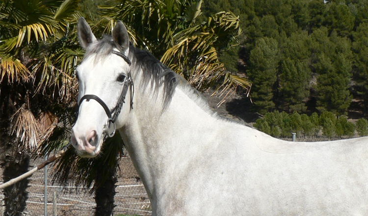 Uppystar de Olid