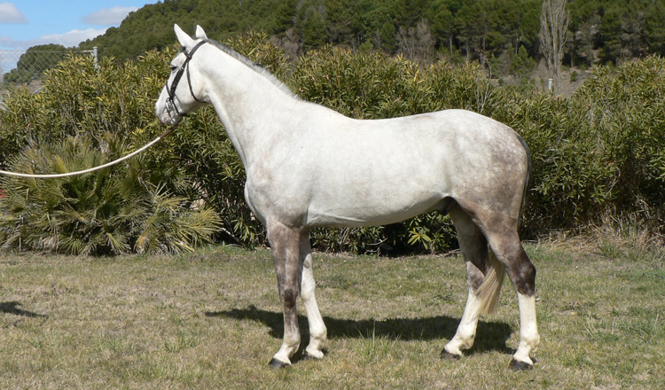 Uppystar de Olid