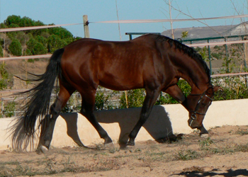 Centauer Z