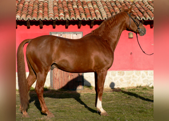 Huppydam des Horts