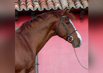 Ideal de Prissey
