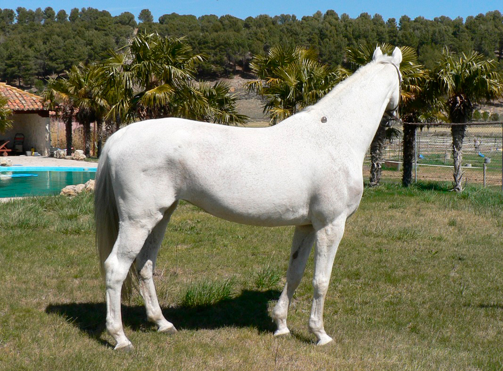 Acorada