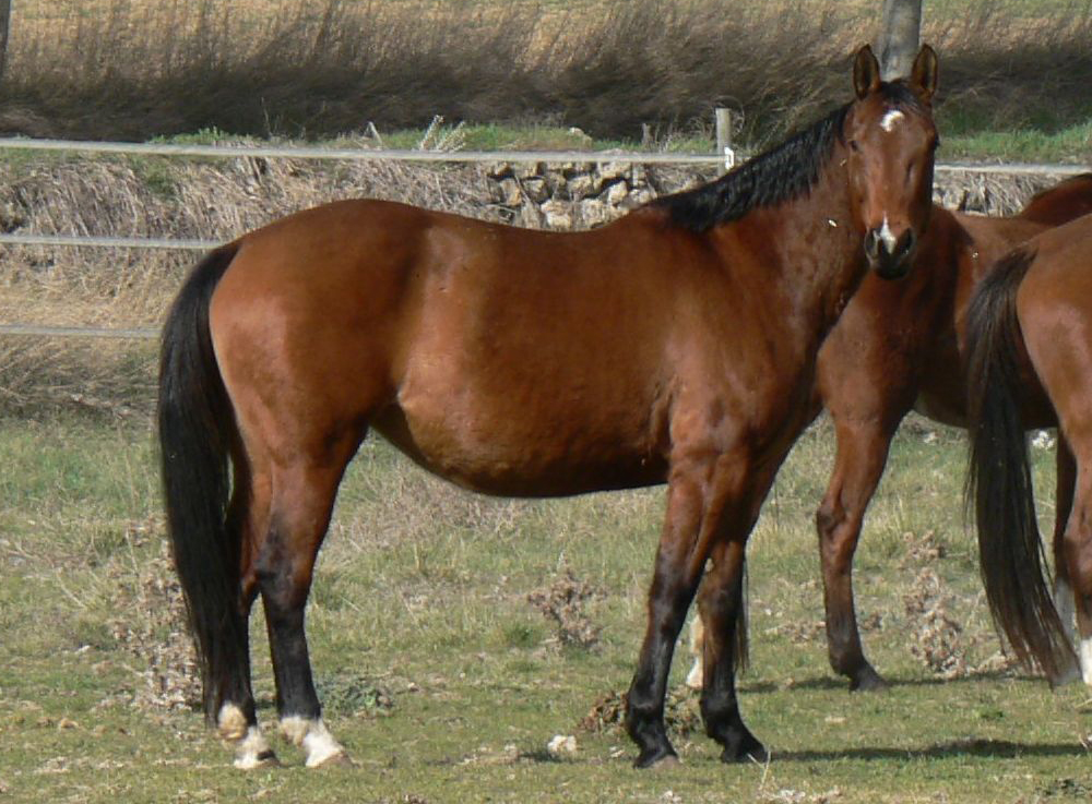 Centaura Equinostar