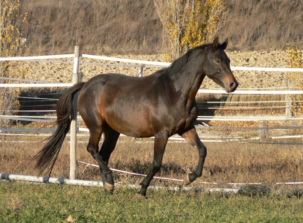 Quinchertta