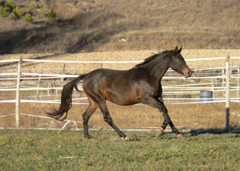 Quinchertta