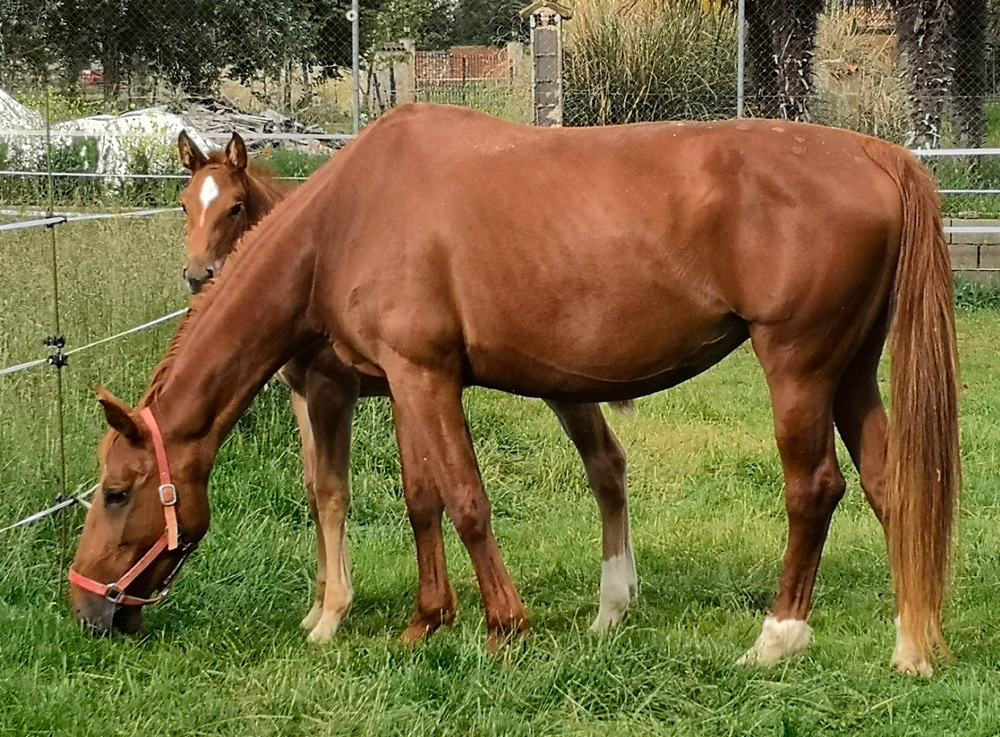 Quiona de Olid